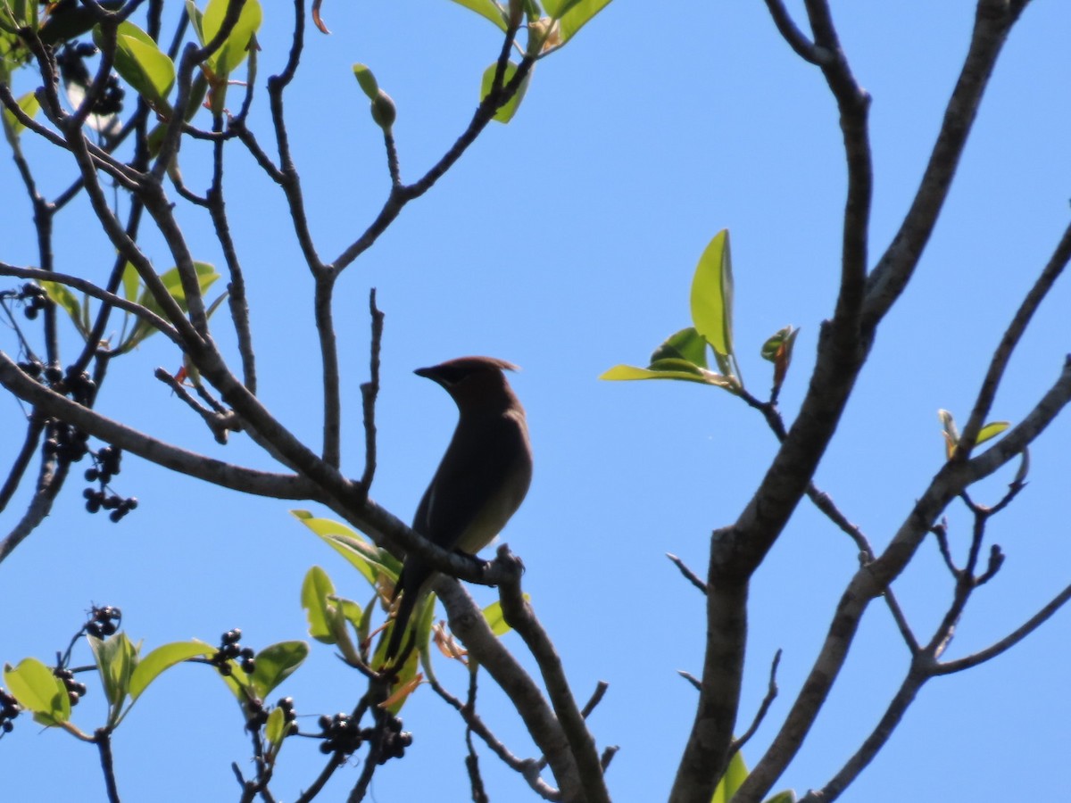 ציצנית אמריקנית - ML655290760