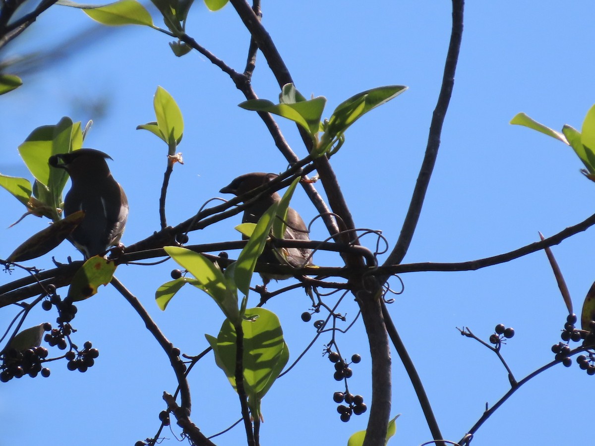 ציצנית אמריקנית - ML655290761