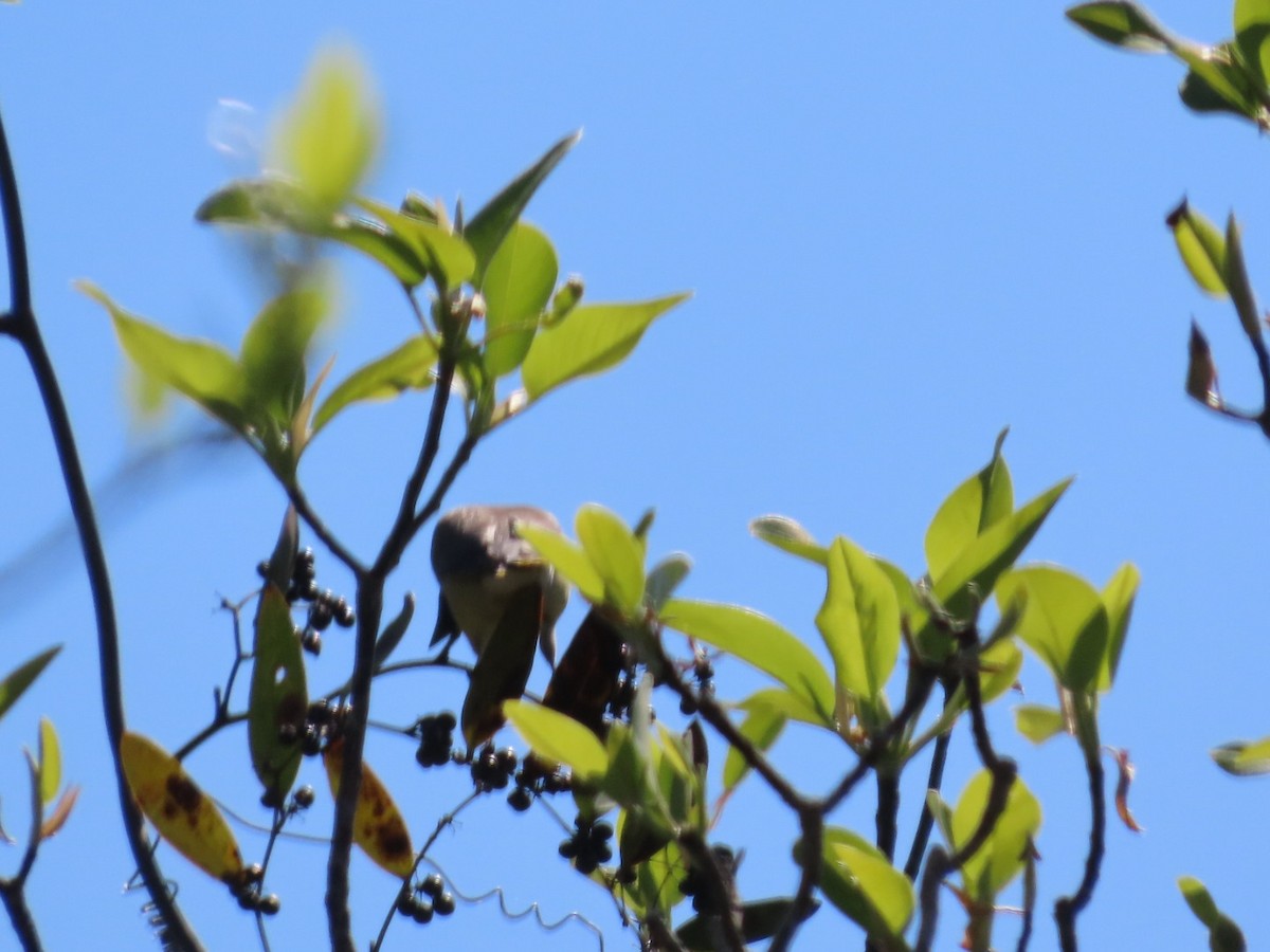 ציצנית אמריקנית - ML655290762