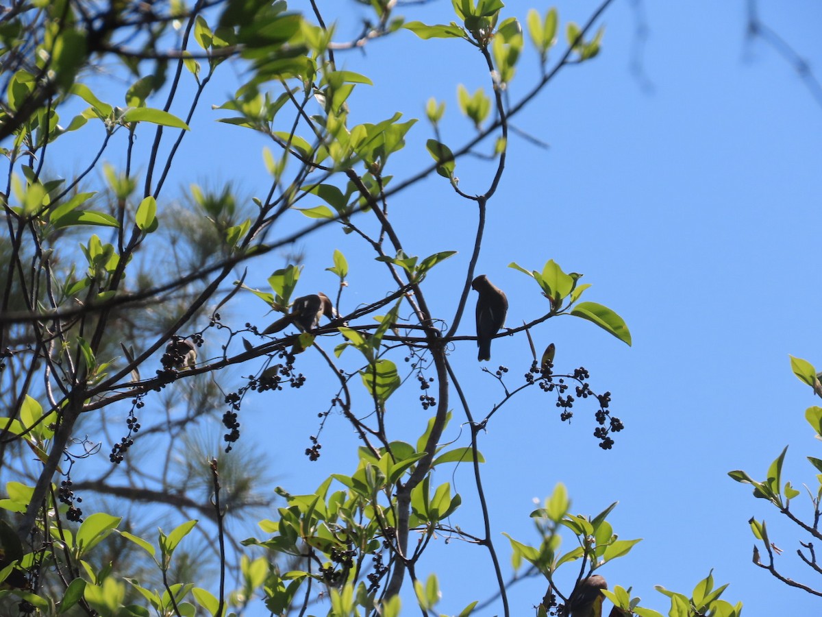 ציצנית אמריקנית - ML655290763