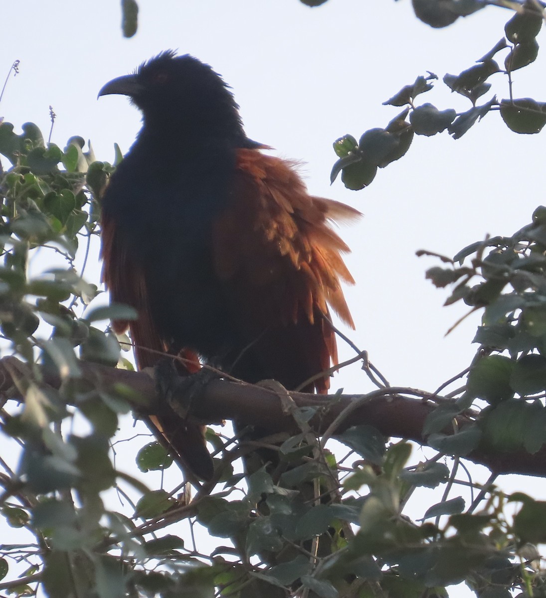 Grand Coucal - ML655290764