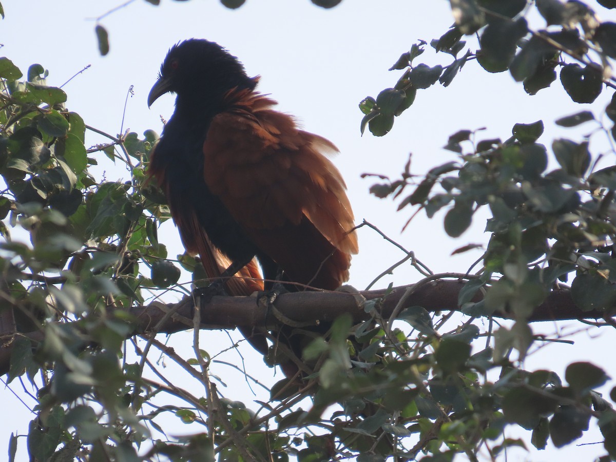 Grand Coucal - ML655290766