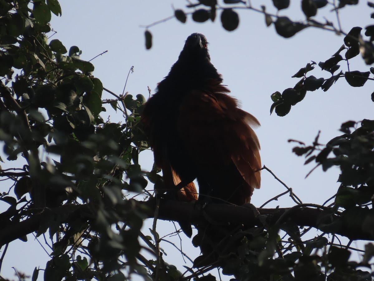 Grand Coucal - ML655290767