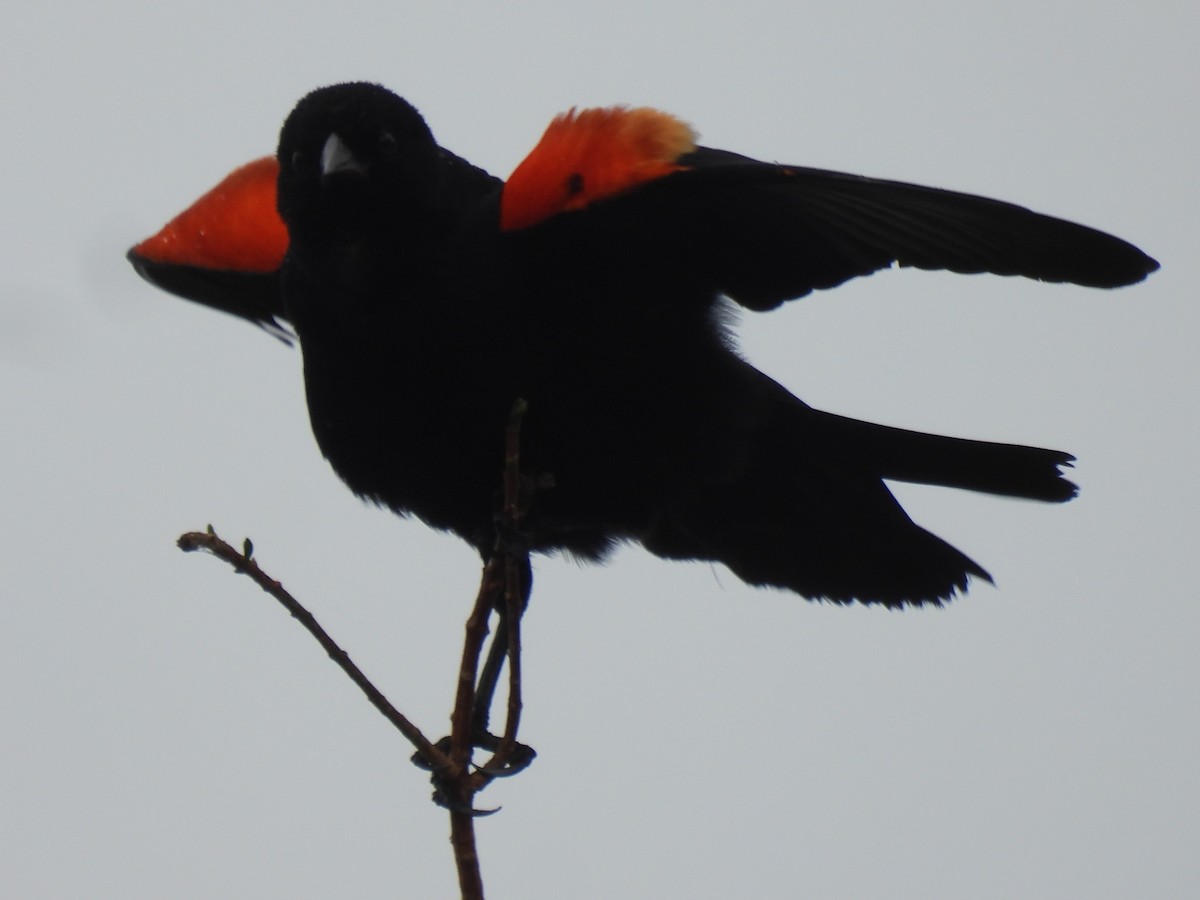 Red-winged Blackbird - ML655290814