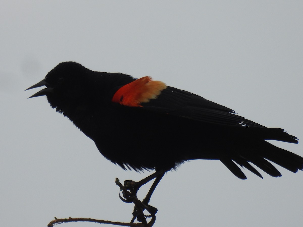 Red-winged Blackbird - ML655290821