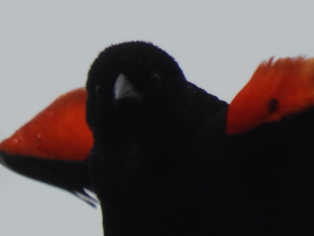 Red-winged Blackbird - ML655290828