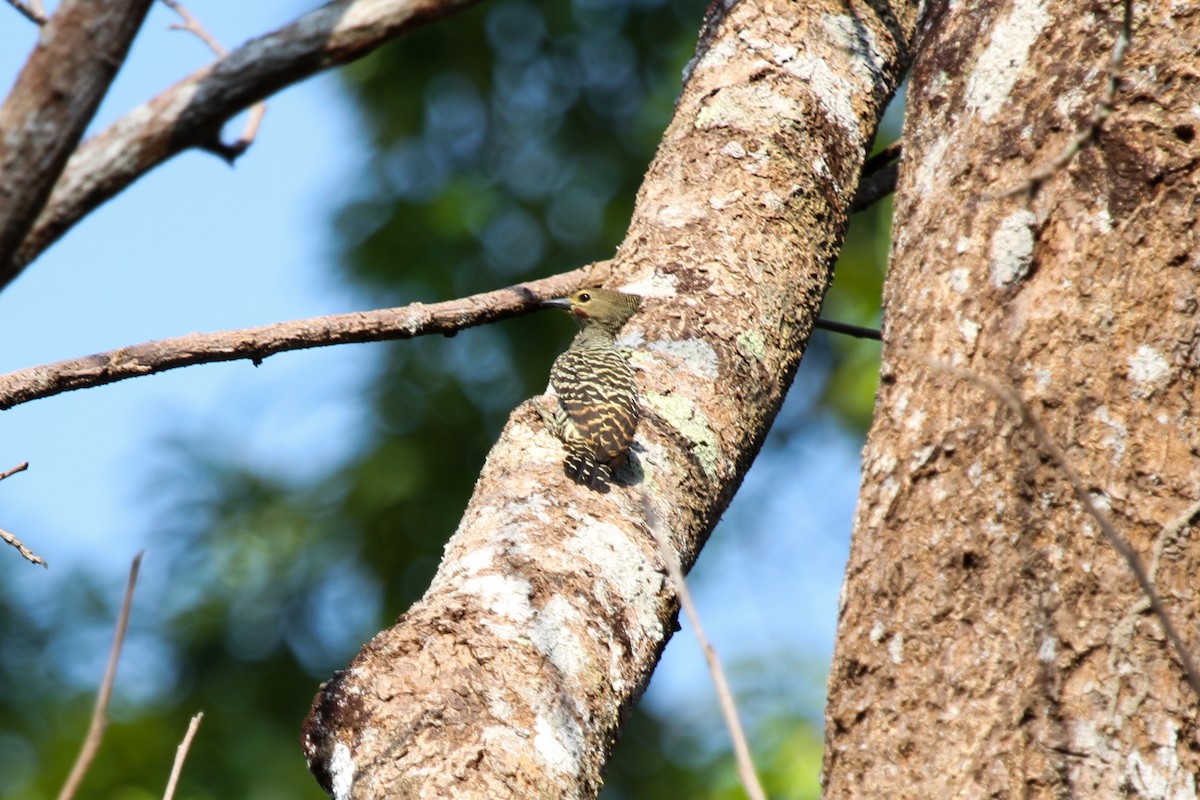 Buff-rumped Woodpecker - ML655291459