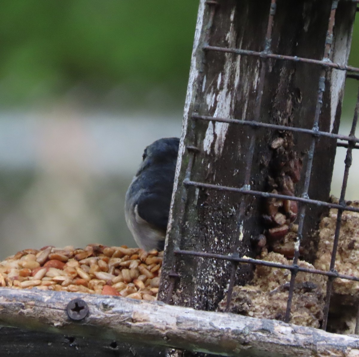 gråduskmeis - ML655291568