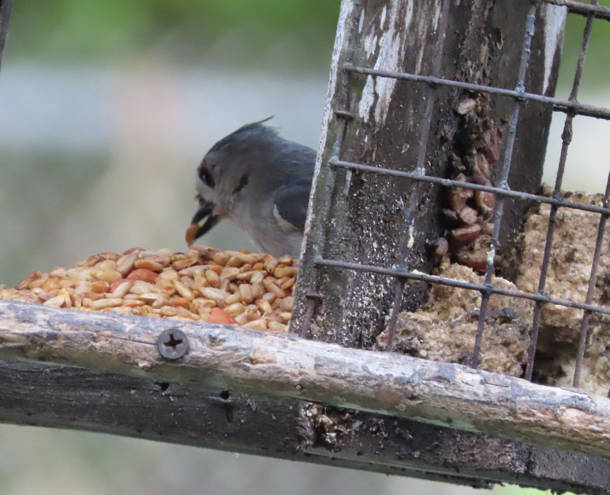 gråduskmeis - ML655291569