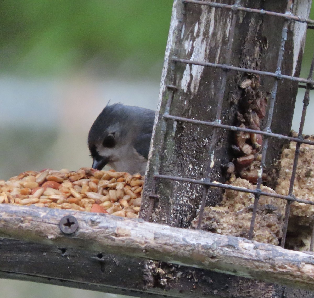 gråduskmeis - ML655291570