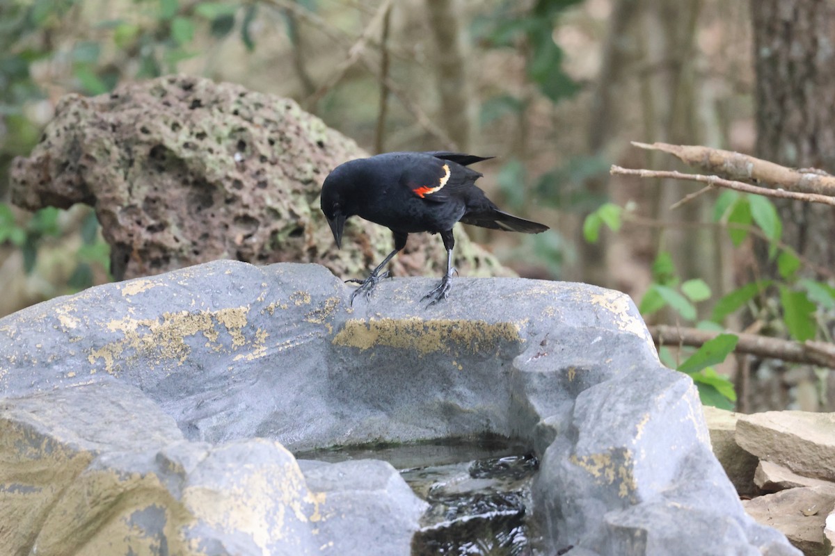 Red-winged Blackbird - ML655291573