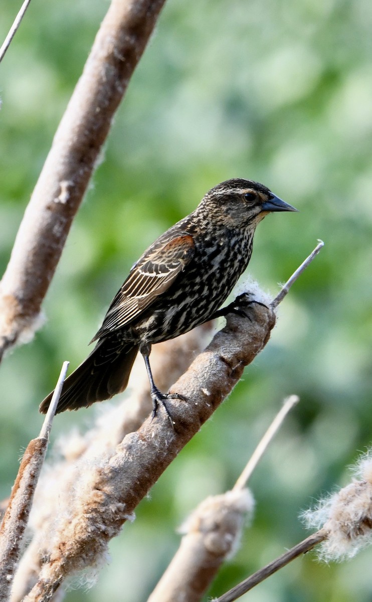 Red-winged Blackbird - ML655291581