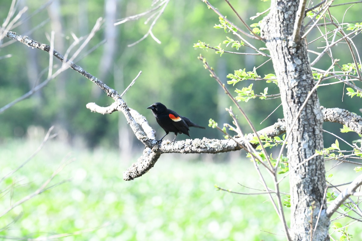 Red-winged Blackbird - ML655291583