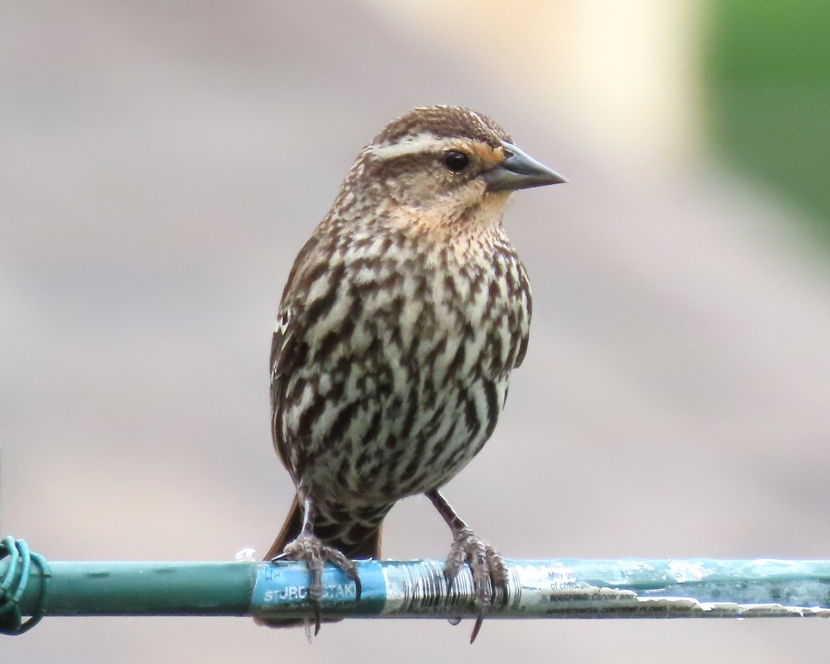Red-winged Blackbird - ML655291693