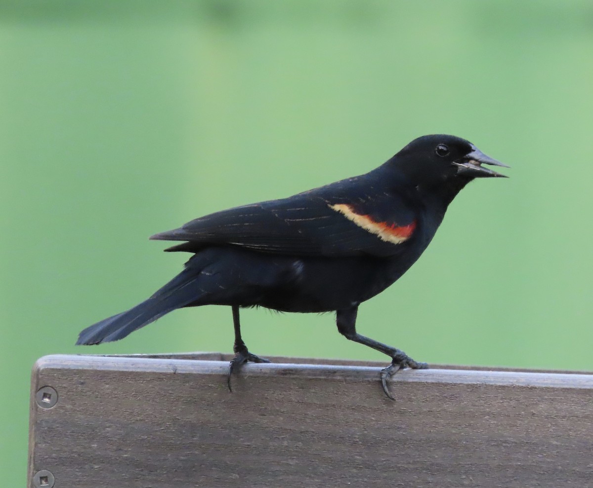 Red-winged Blackbird - ML655291857