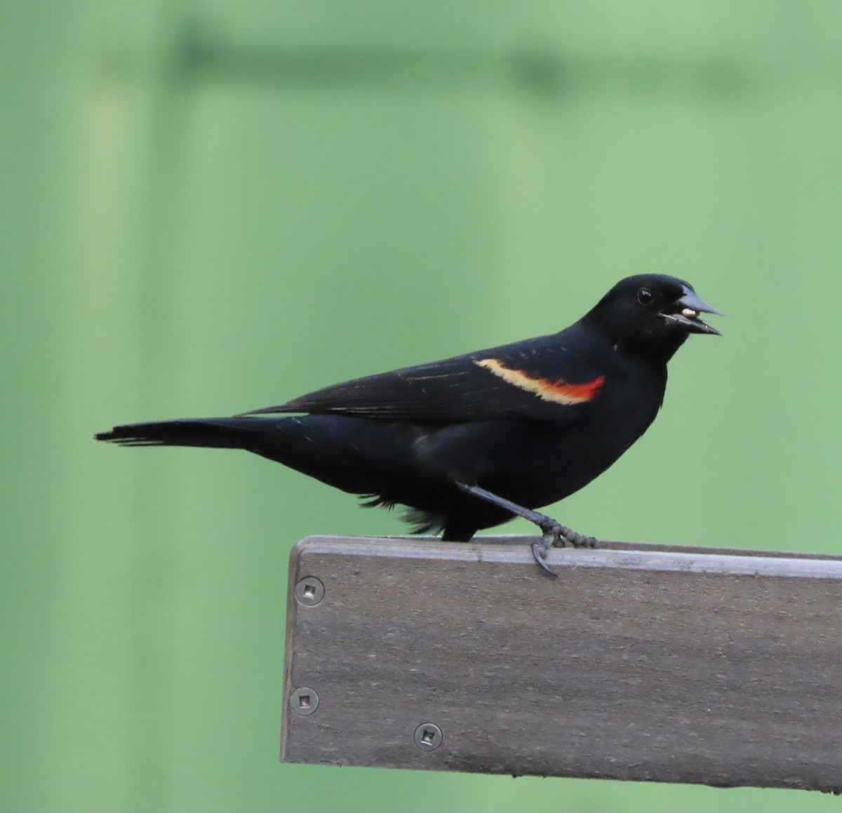 Red-winged Blackbird - ML655291858