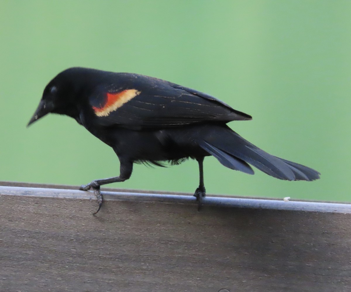 Red-winged Blackbird - ML655291859