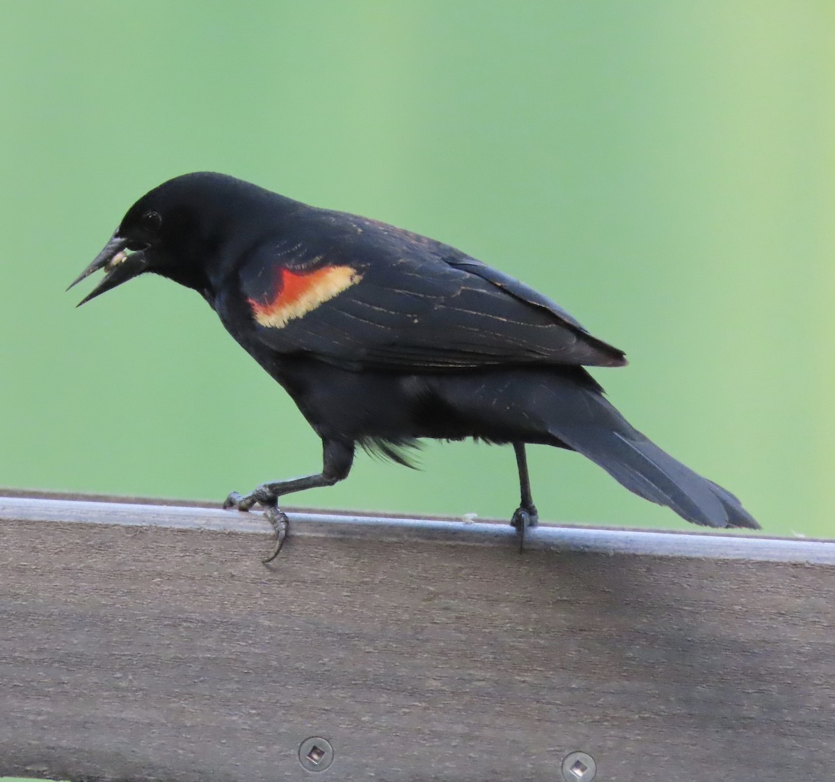 Red-winged Blackbird - ML655291860