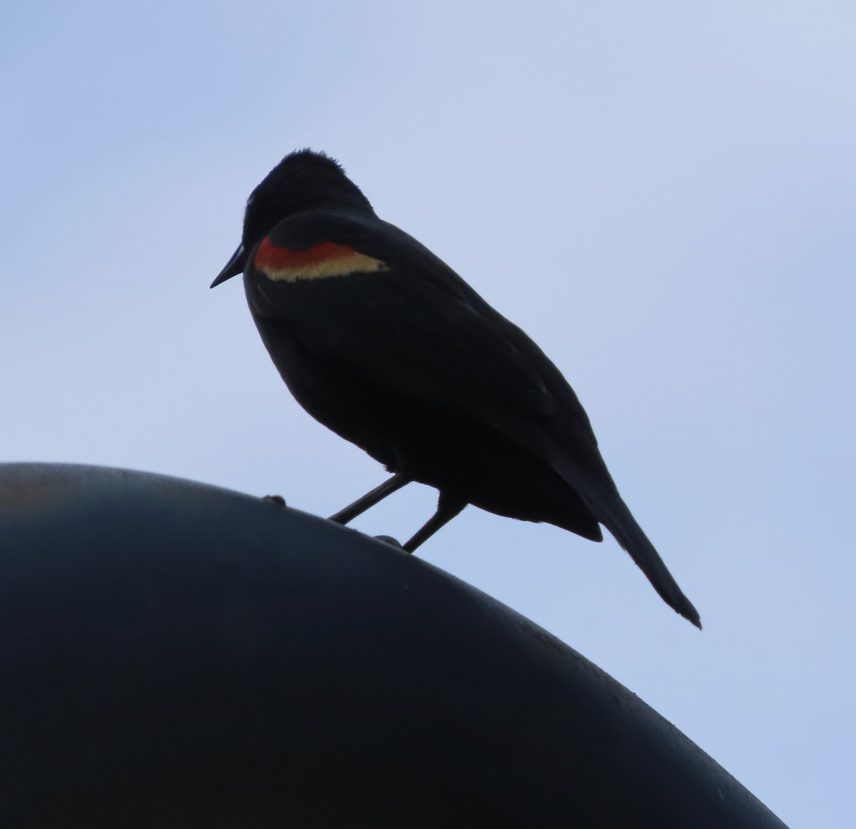 Red-winged Blackbird - ML655291861