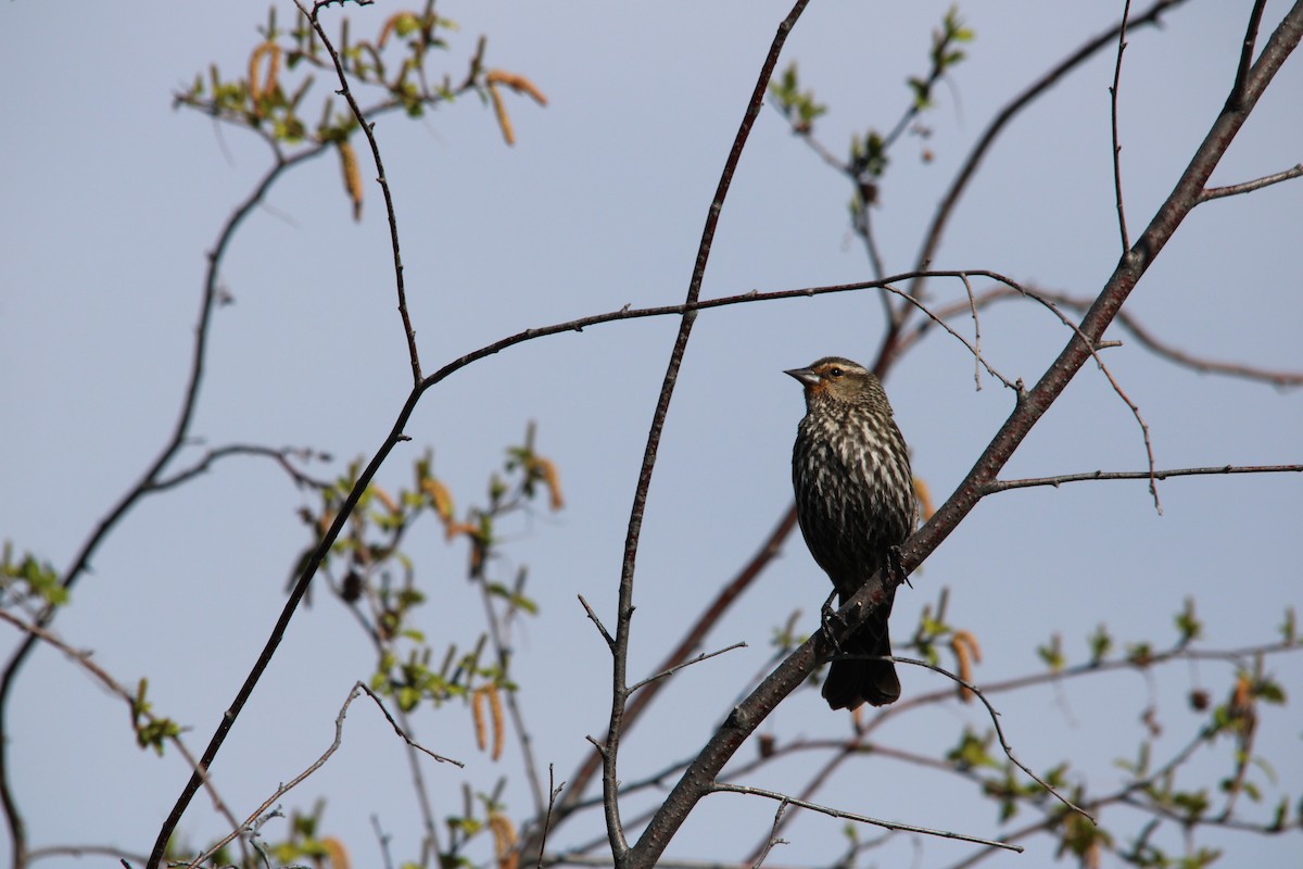 Red-winged Blackbird - ML655291983