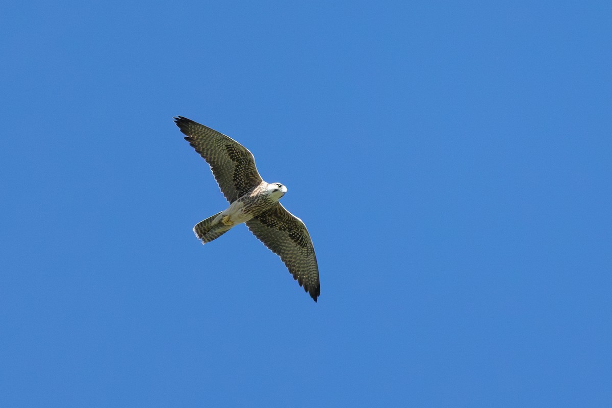 Lanner Falcon - ML655296034