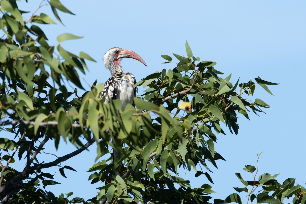 Southern x Damara Red-billed Hornbill (hybrid) - ML655296072