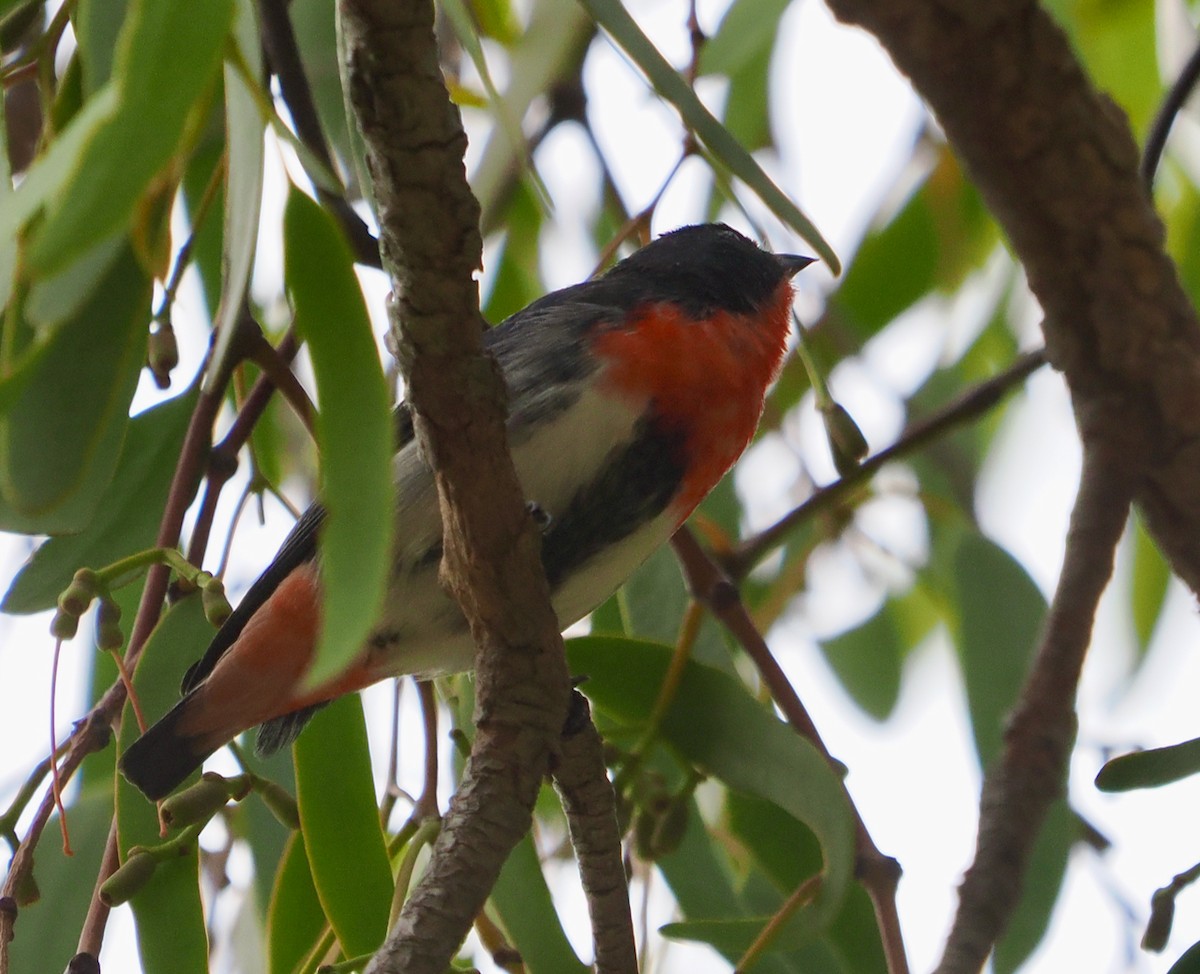 Mistletoebird - ML655296246