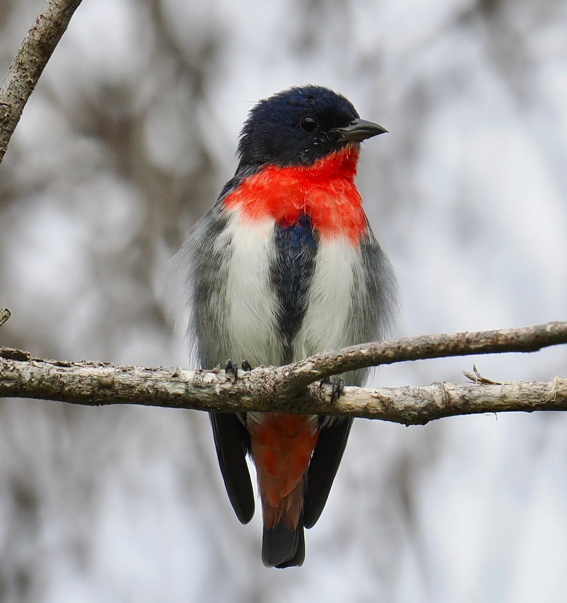 Mistletoebird - ML655296247