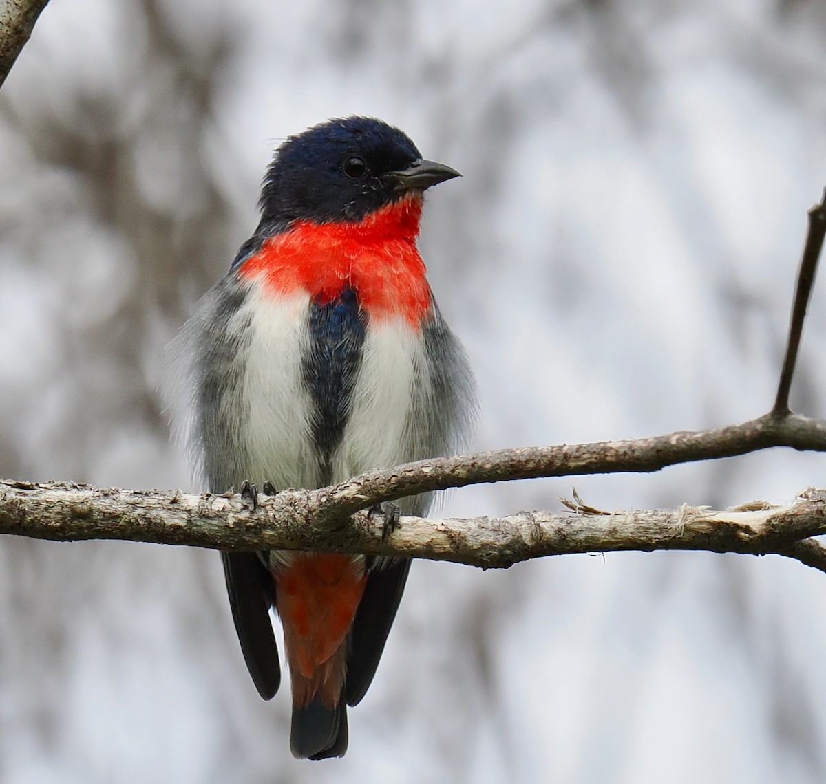 Mistletoebird - ML655296248