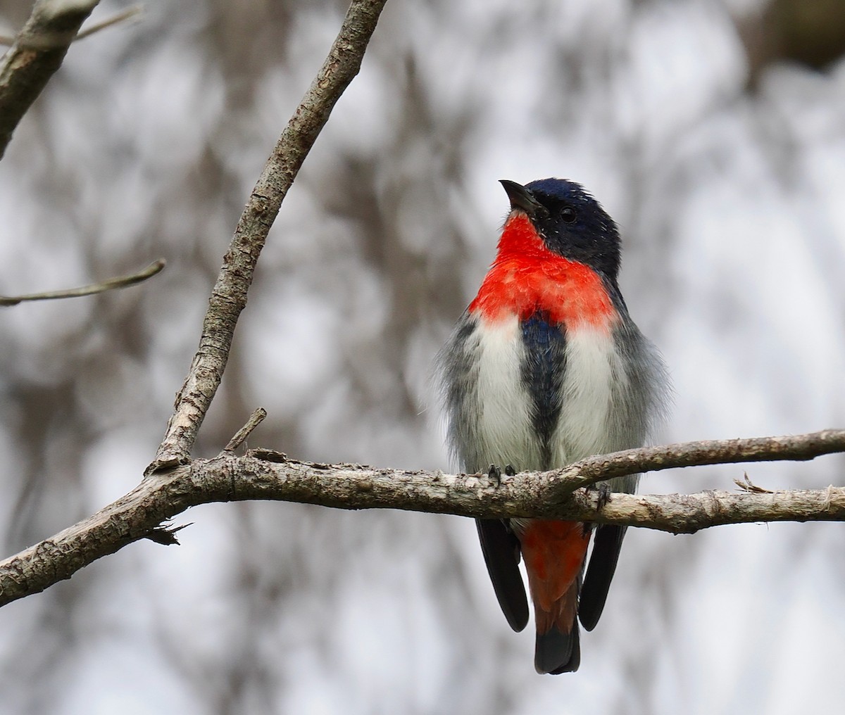 Mistletoebird - ML655296249