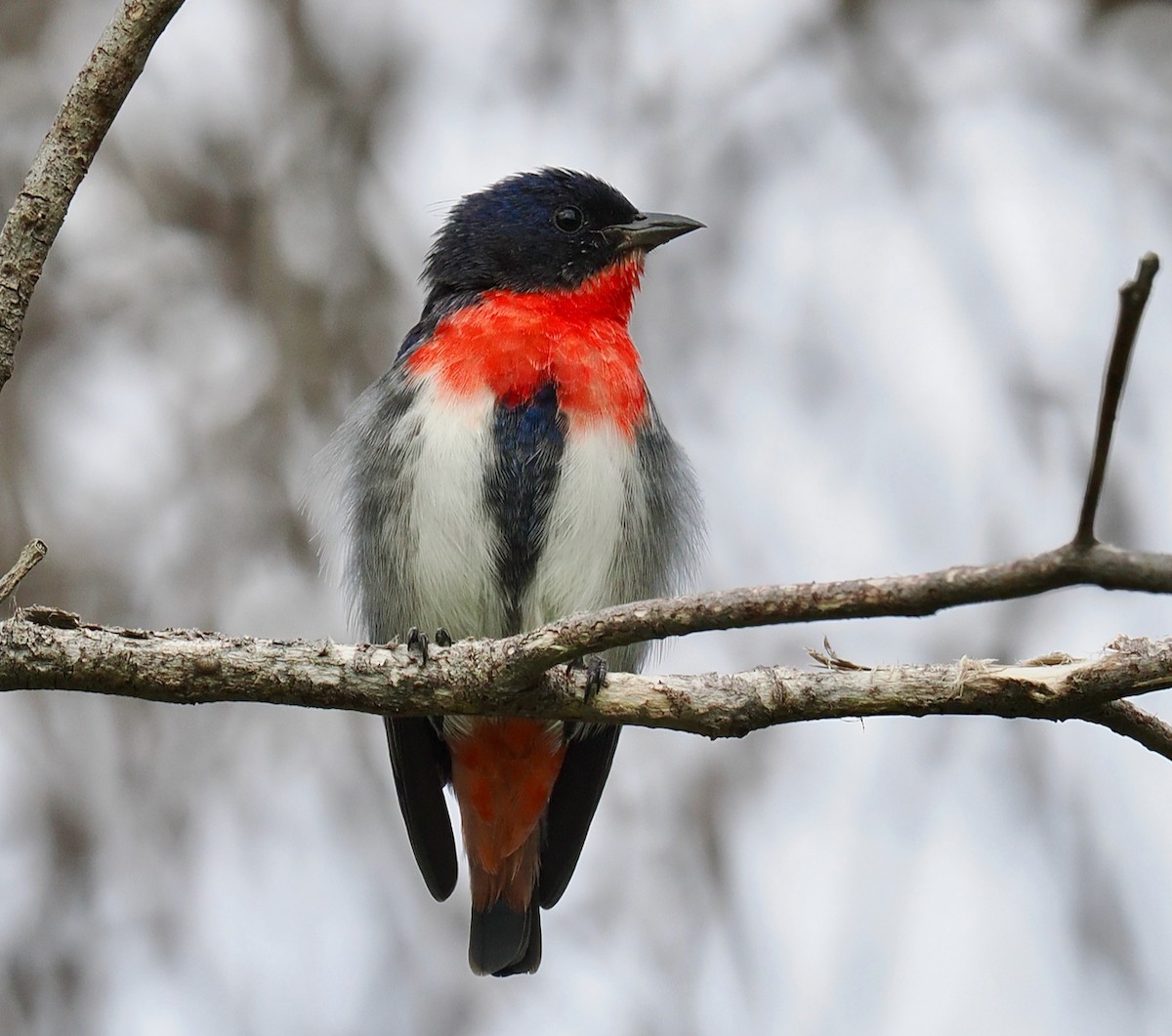 Mistletoebird - ML655296250
