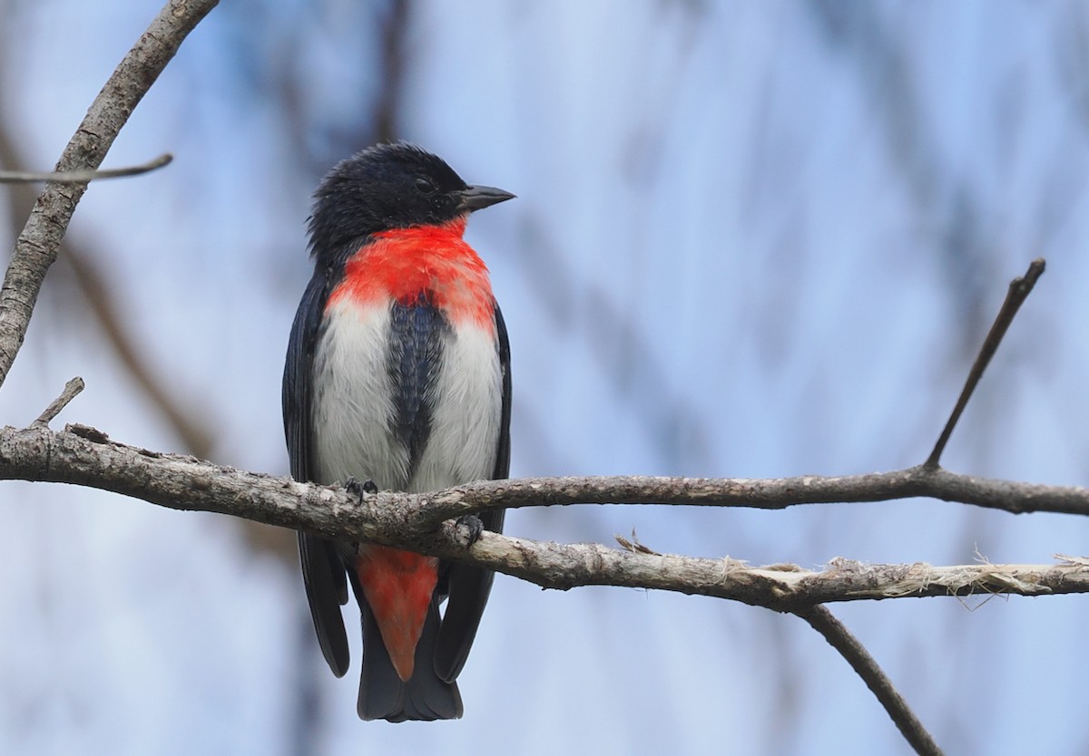 Mistletoebird - ML655296251