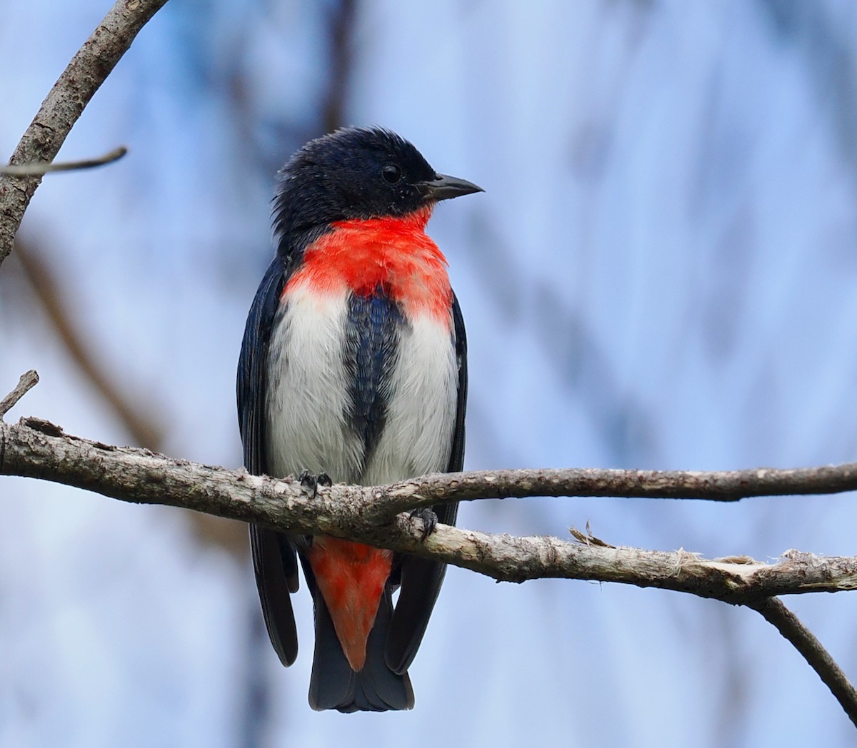 Mistletoebird - ML655296252