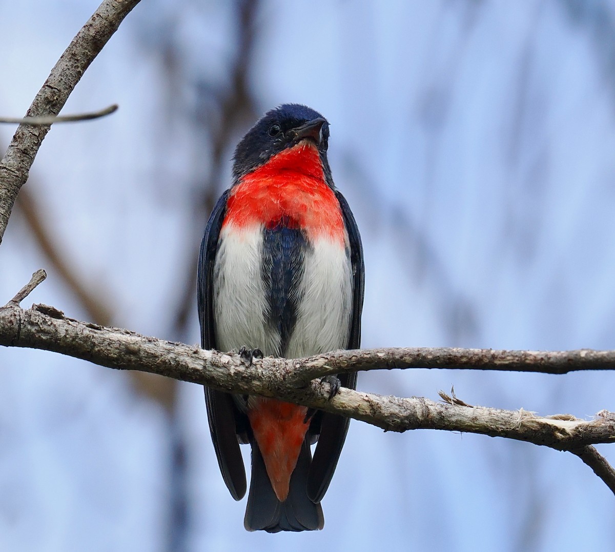 Mistletoebird - ML655296253