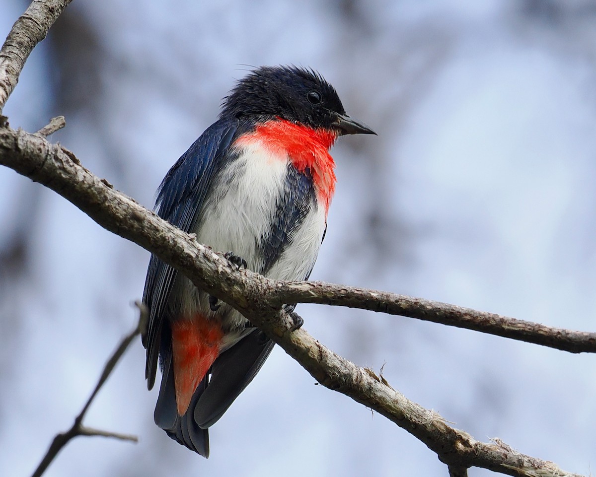 Mistletoebird - ML655296254