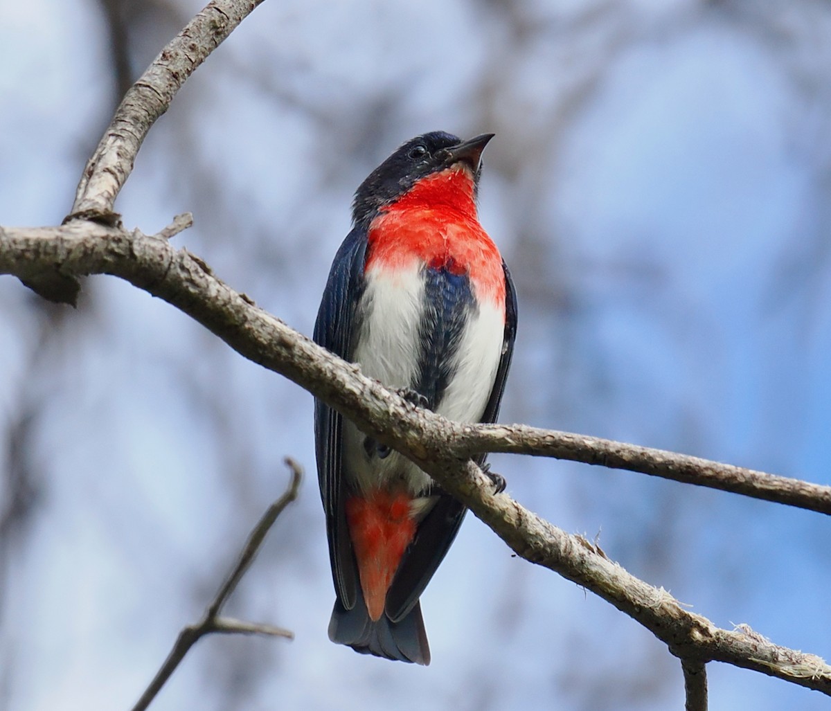 Mistletoebird - ML655296255