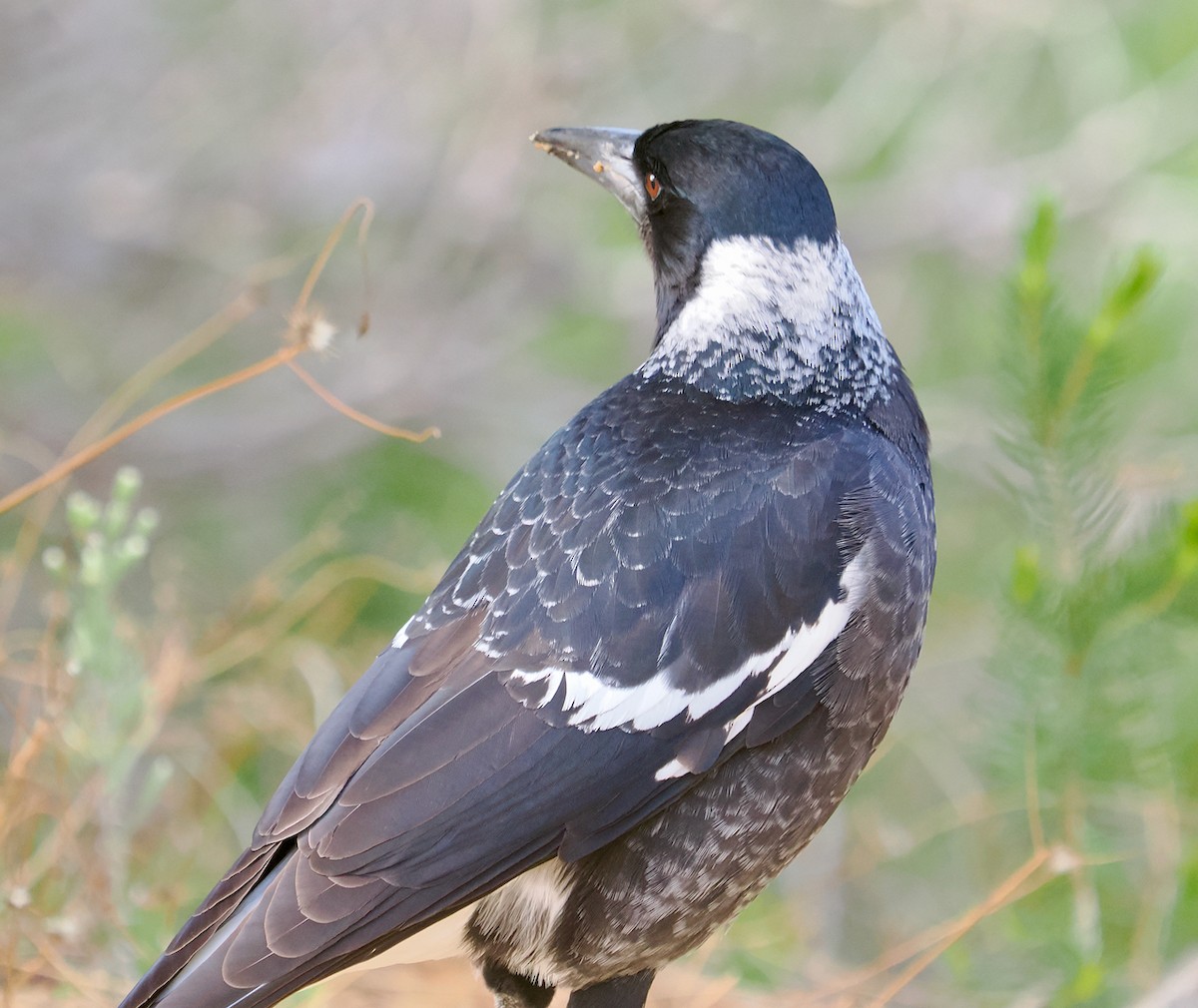 Australian Magpie (Western) - ML655296333