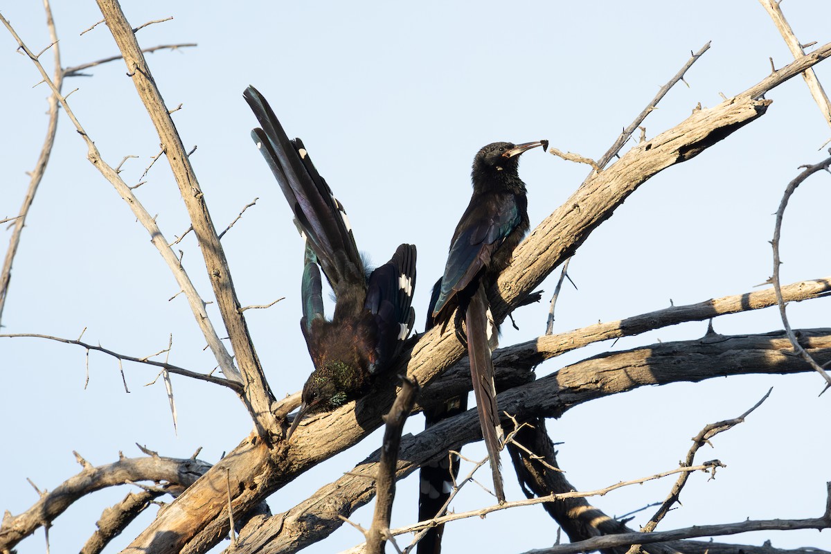 Violet Woodhoopoe (Violet) - ML655296367