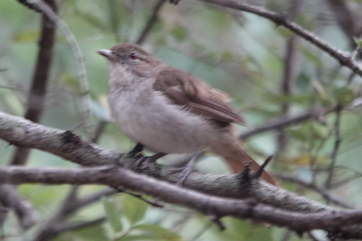Terrestrial Brownbul - ML655296579