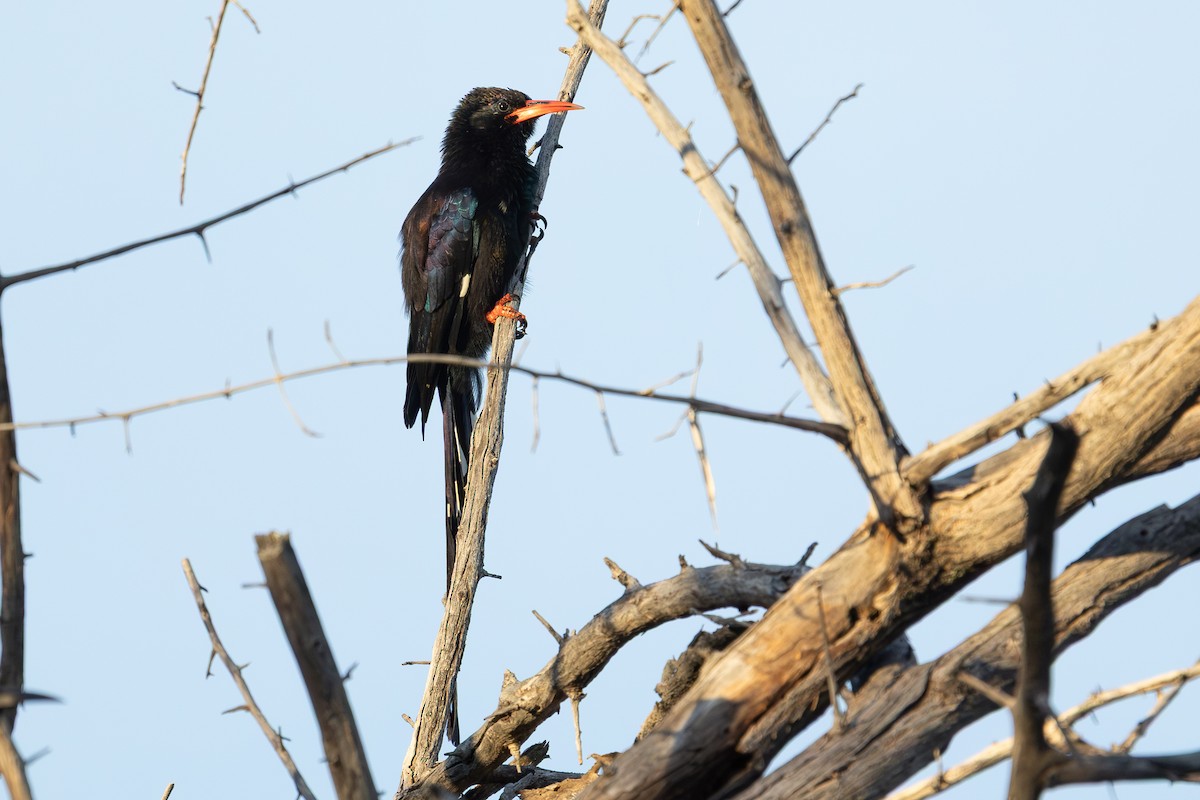Violet Woodhoopoe (Violet) - ML655296745