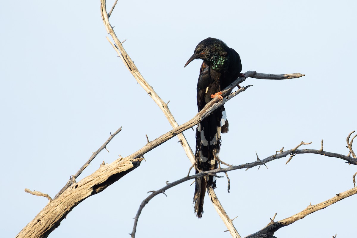 Violet Woodhoopoe (Violet) - ML655296746