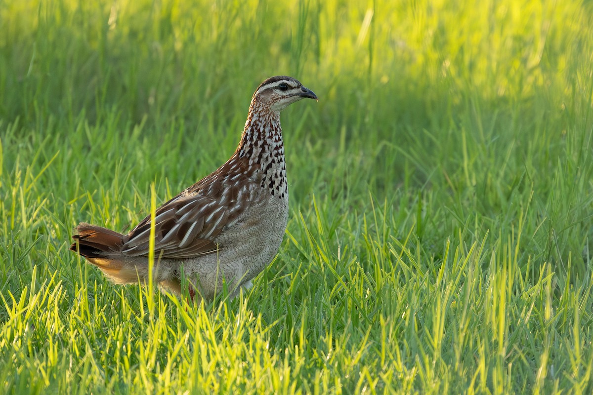 Crested Francolin (Crested) - ML655296823
