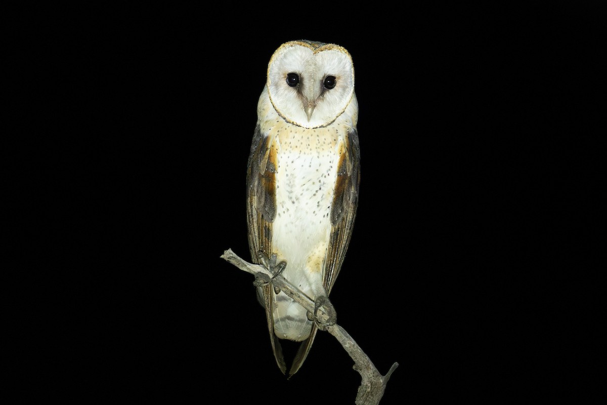 Western Barn Owl (African) - ML655297013