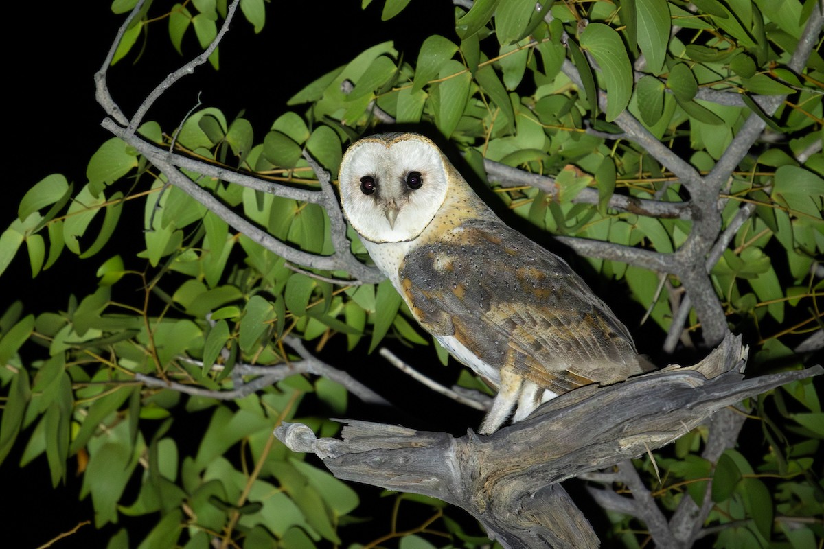 Western Barn Owl (African) - ML655297014