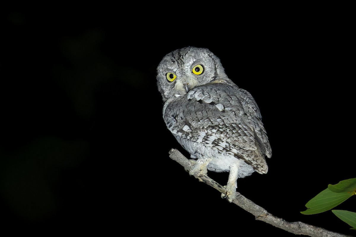 African Scops-Owl (African) - ML655297038