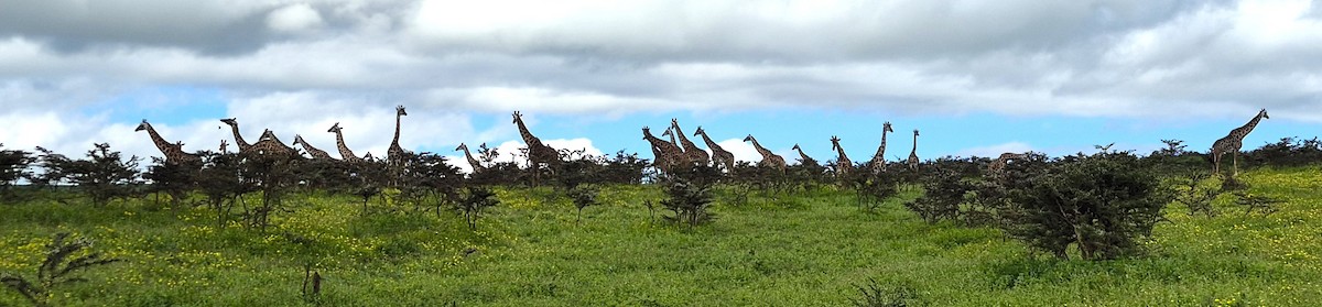 Maasai Giraffe - ML655297123