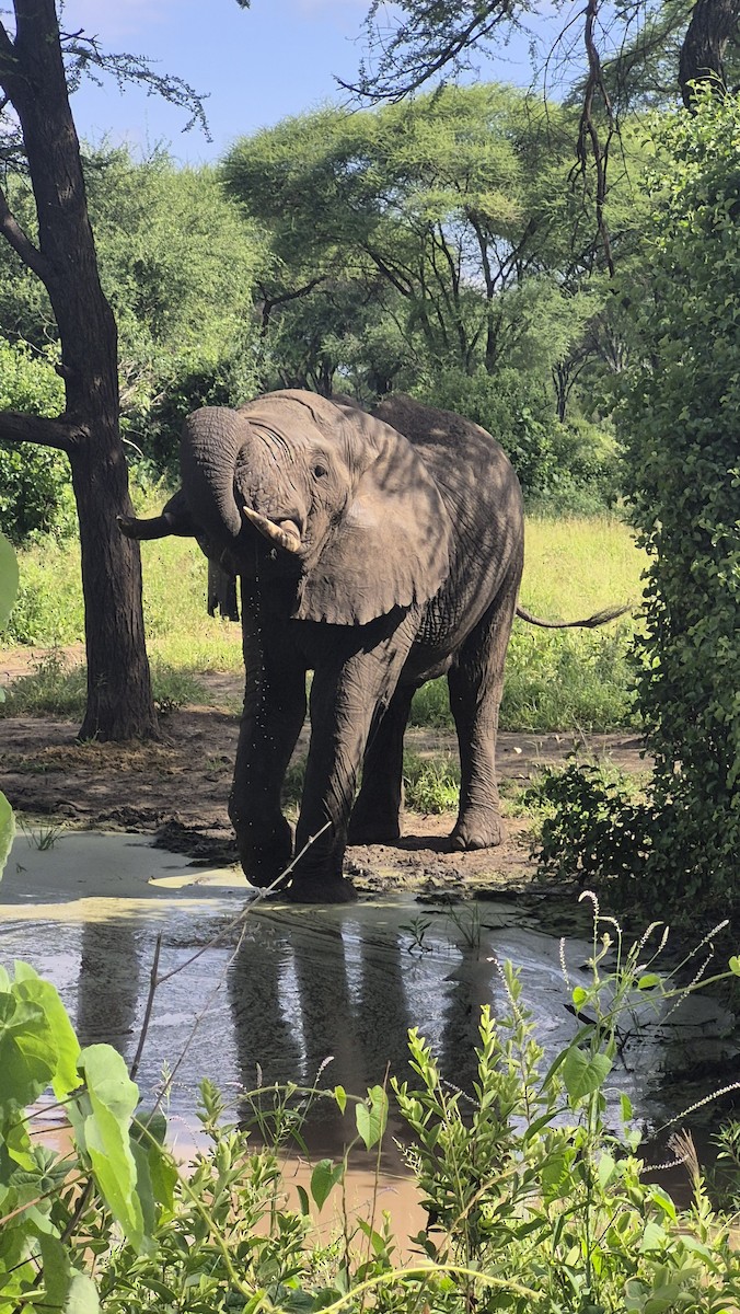 アフリカゾウ - ML655297189