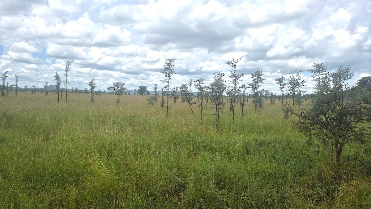 null - ML655297480