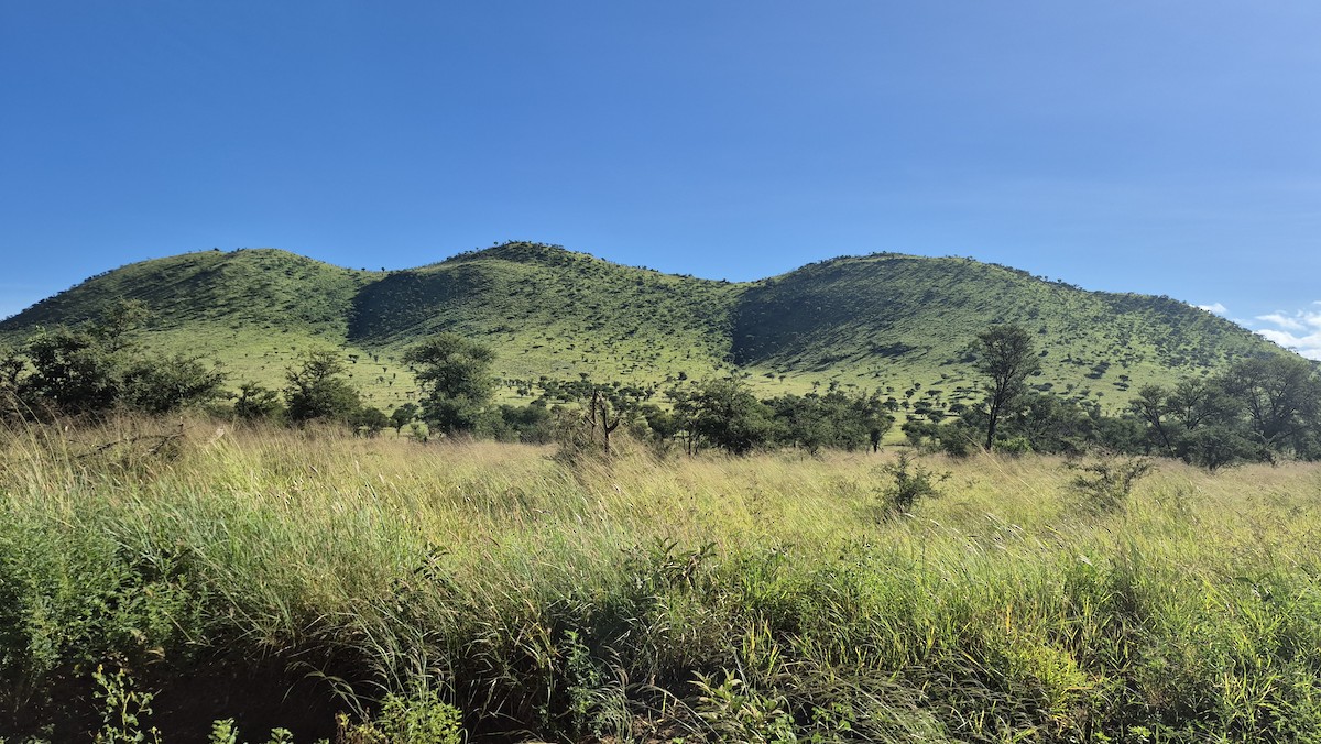 null - ML655297481