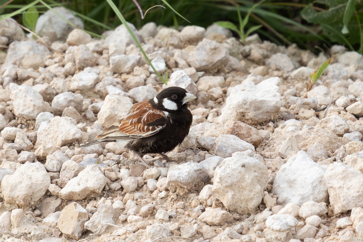 Chestnut-backed Sparrow-Lark - ML655297800